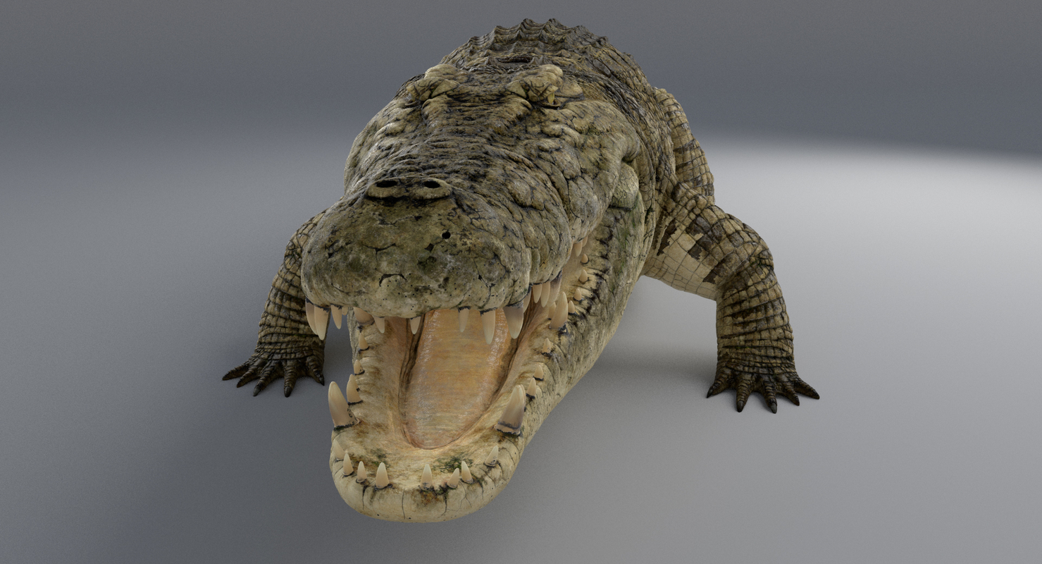 crocodile 3d max