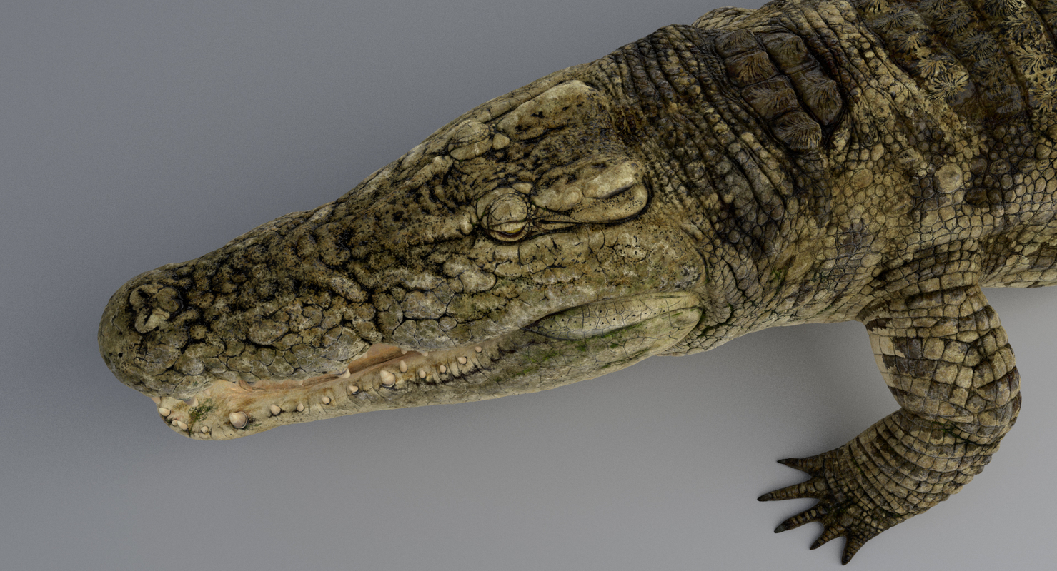 crocodile 3d max