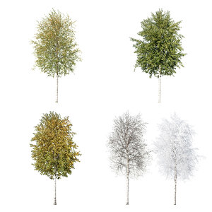 Cutout tree - 4 seasons - Silver Birch (Betula pendula)