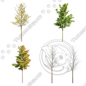 Cutout tree - 4 seasons - Norway maple (Acer platanoides)