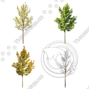 Cutout tree - 4 seasons - Norway maple (Acer platanoides)