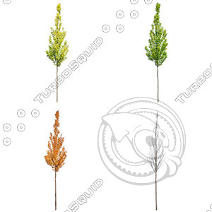 Cutout tree - 4 seasons - European hornbeam (Carpinus betulus)