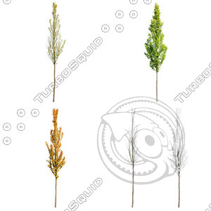 Cutout tree - 4 seasons - European Hornbeam (Carpinus betulus)