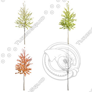Cutout tree - 4 seasons - Cherry tree (Prunus avium)