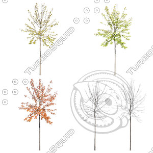 Cutout tree - 4 seasons - Cherry tree (Prunus avium)