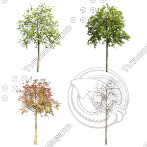 Cutout tree - 4 seasons - Mountain ash (Sorbus aucuparia) (2)