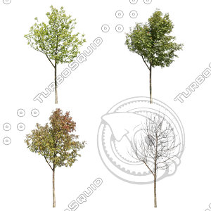 Cutout tree - 4 seasons - Mountain ash (Sorbus aucuparia) (2) (2)