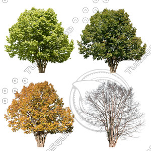 Cutout tree - 4 seasons - Linden (Tilia)