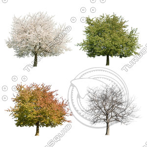 Cutout tree - 4 seasons - Cherry tree (Prunus avium)