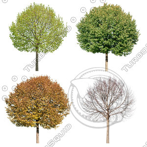 Cutout tree - 4 seasons - Linden (Tilia)