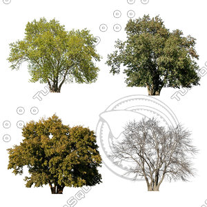 Cutout tree - 4 seasons - European ash (Fraxinus excelsior)