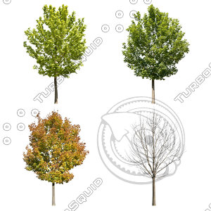 Cutout tree - 4 seasons - Norway maple (Acer platanoides)