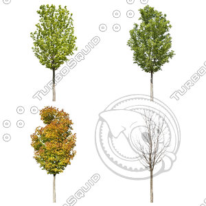 Cutout tree - 4 seasons - Norway maple (Acer platanoides)
