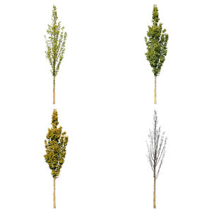 Cutout tree - 4 seasons - European Hornbeam (Carpinus betulus)
