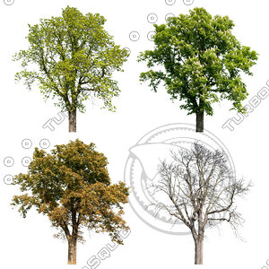 Cutout tree - 4 seasons - Horse chestnut (Aesculus hippocastanum)