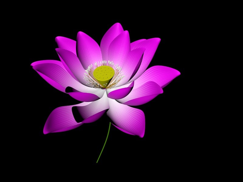  3d  model  flower 