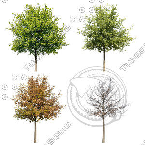 Cutout tree - 4 seasons - English oak (Quercus robur)