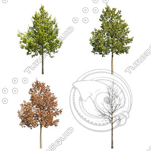 Cutout tree - 4 seasons - English oak (Quercus robur)