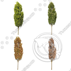 Cutout tree - 4 seasons - English oak (Quercus robur)