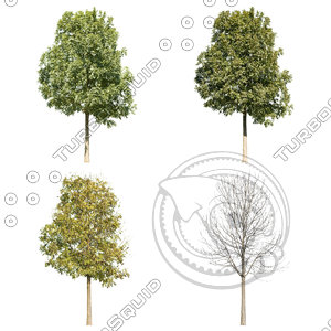 Cutout tree - 4 seasons - European ash (Fraxinus excelsior)