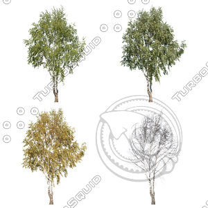 Cutout tree - 4 seasons - Silver Birch (Betula pendula)