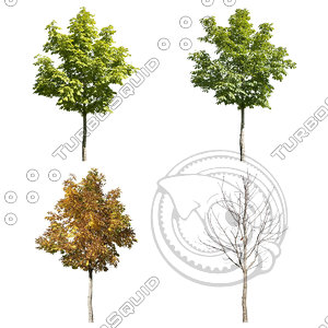 Cutout tree - 4 seasons - Horse chestnut (Aesculus hippocastanum)
