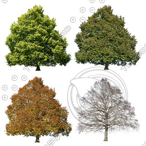 Cutout tree - 4 seasons - Linden (Tilia)