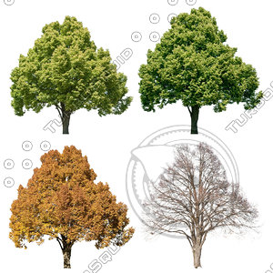 Cutout tree - 4 seasons - Linden (Tilia)