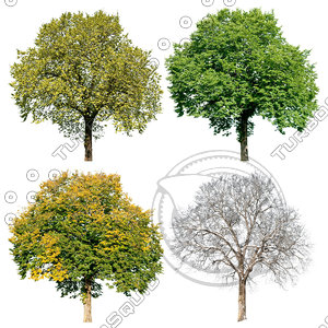 Cutout tree - 4 seasons - Field elm (Ulmus minor)