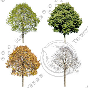 Cutout tree - 4 seasons - Linden (Tilia)