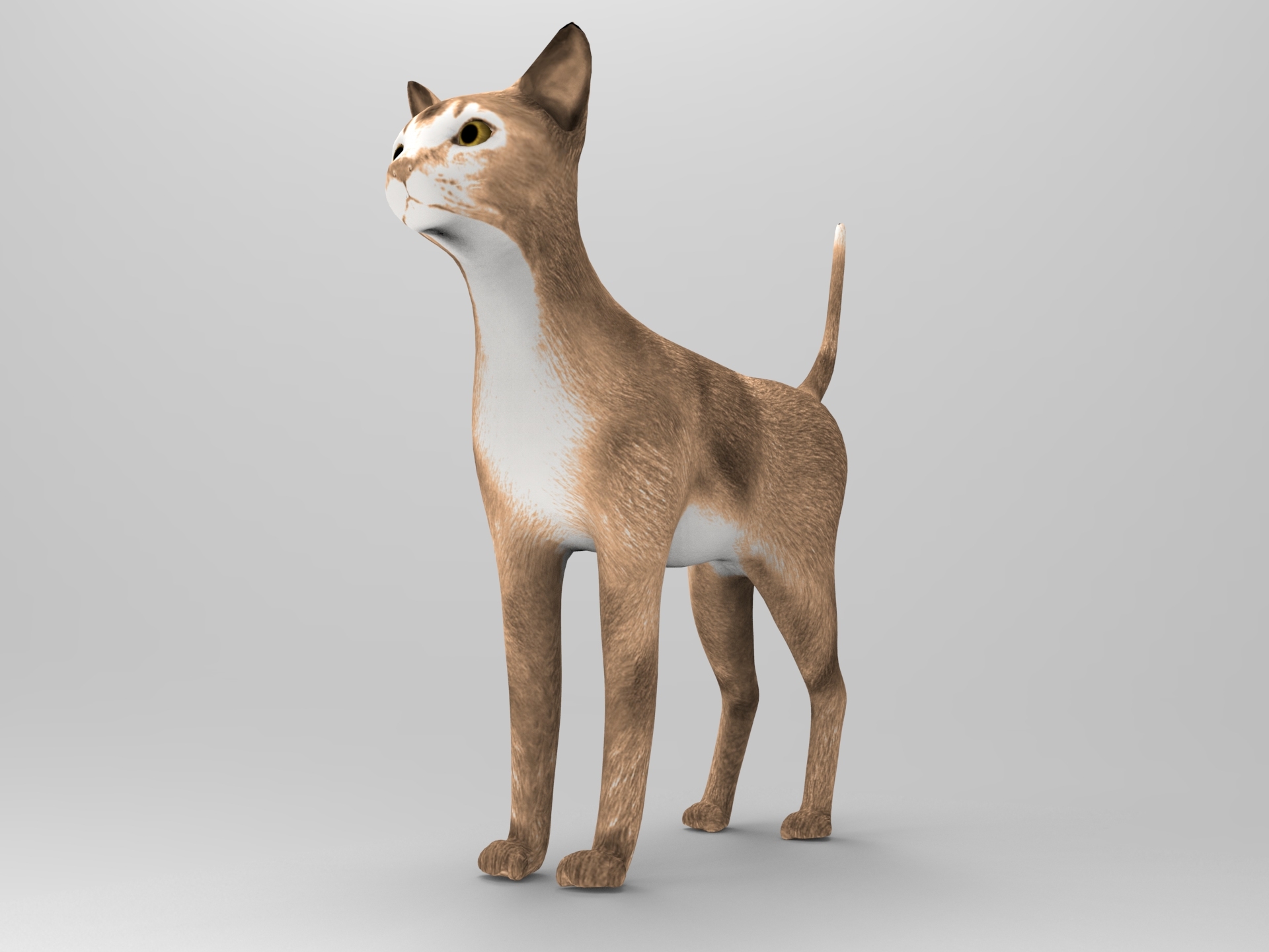 猫模型3d模型