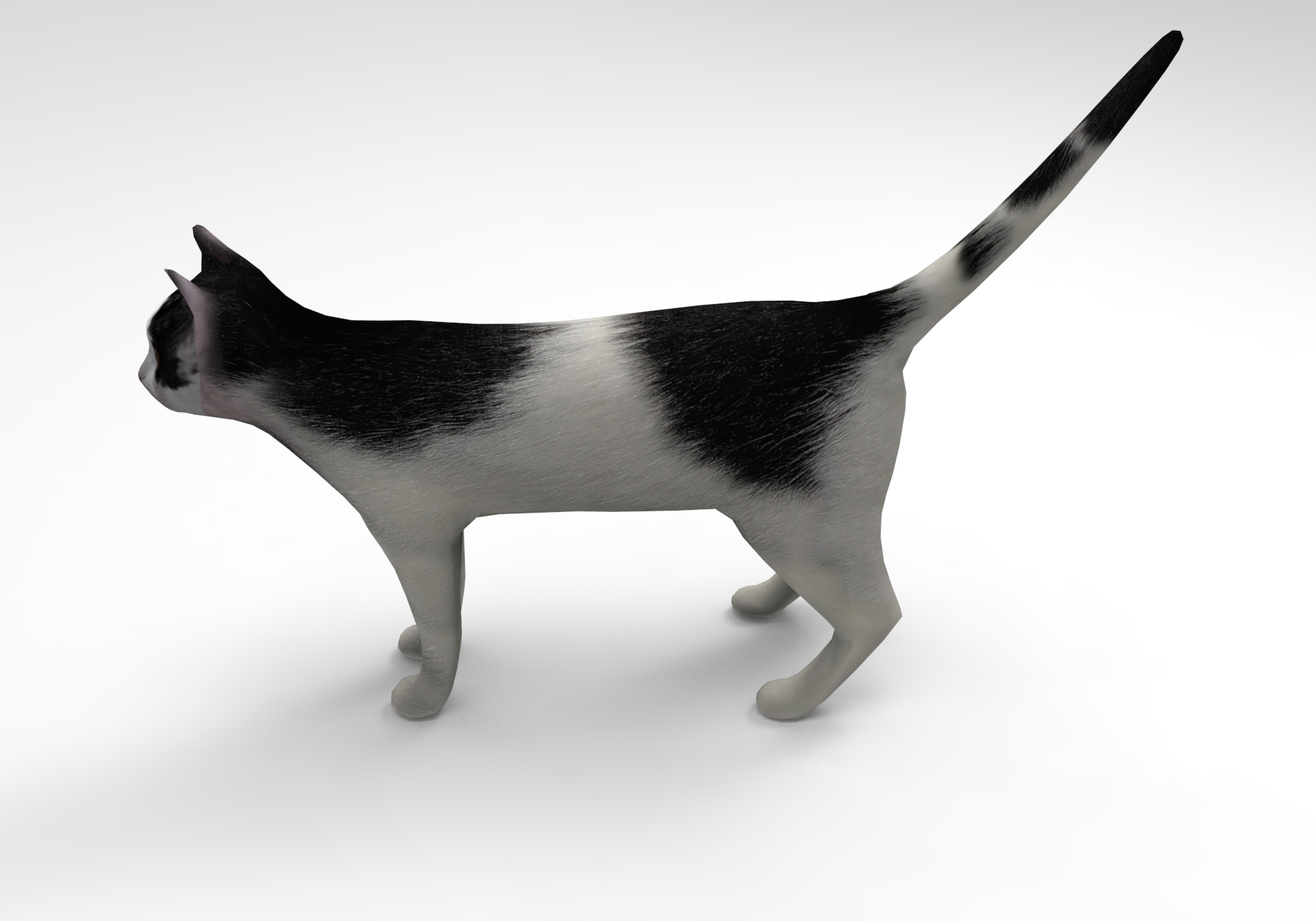 3d cats feline