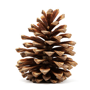 pine cone 3d model