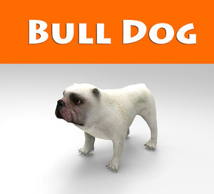 bull dog 3d model