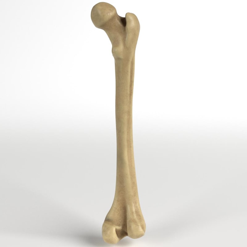 anatomy - human femur 3d model