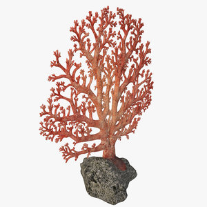 3d fan coral