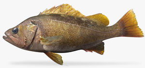 yellowtail rockfish 3d x
