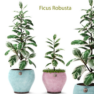 ficus robusta elastica 3d model