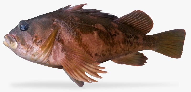 gopher rockfish3d模型