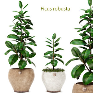 3d ficus robusta elastica model