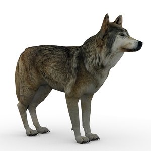 max timber wolf animations
