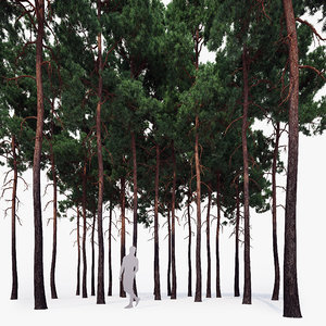 scots pine tree forest 3d max