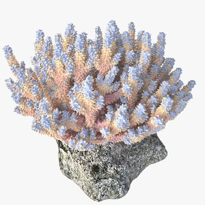 3d coral acropora