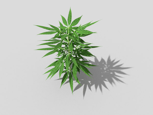  Marijuana  3D  Models  for Download TurboSquid