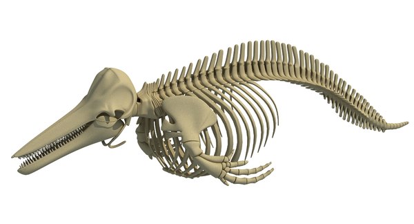 シロナガスクジラの骨格 イルカの骨格3dモデル Turbosquid