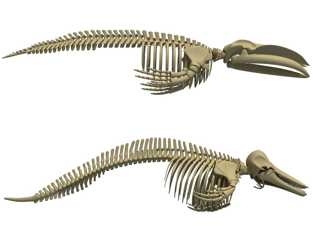 blue whale skeleton dolphin 3d model