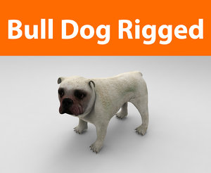 3d model bulldog rigged