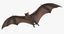 3d fruit bat flying