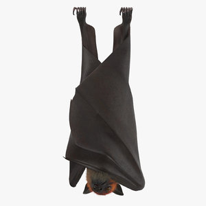 fruit bat hanging max