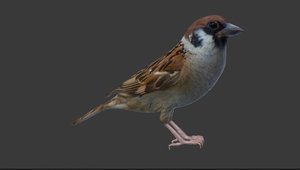 3d sparrow brid vr model